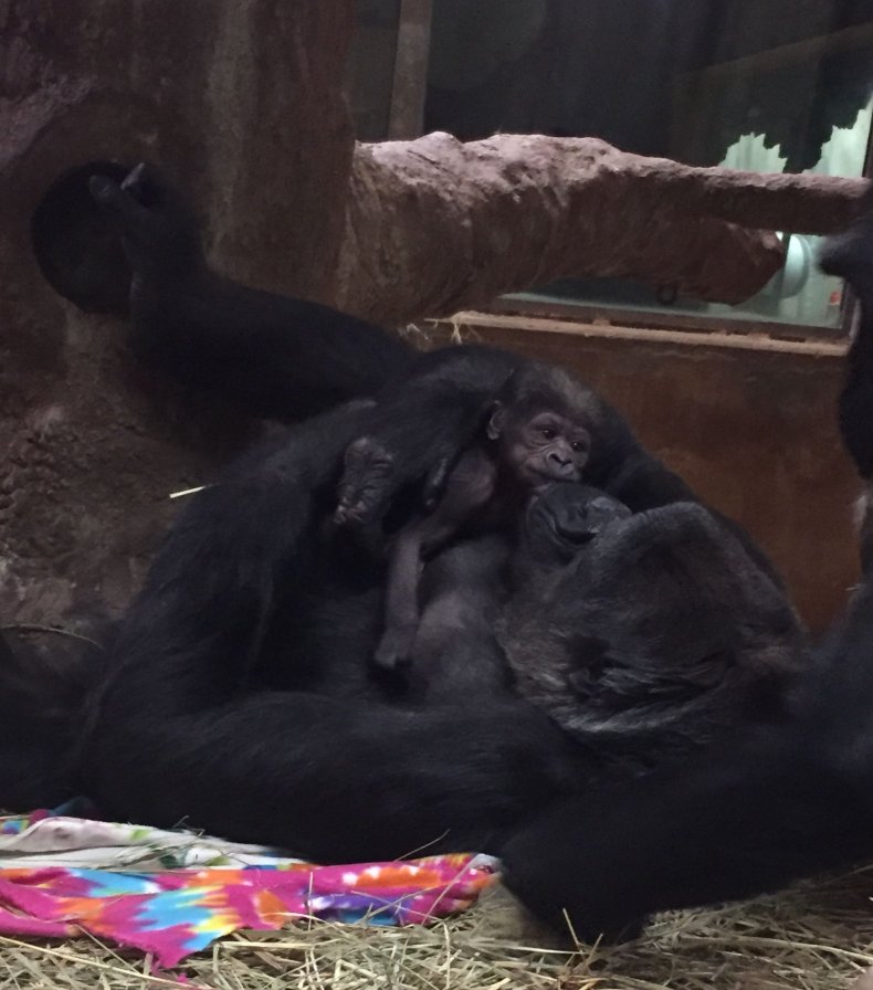 Moke Gorilla baby SMithsonian