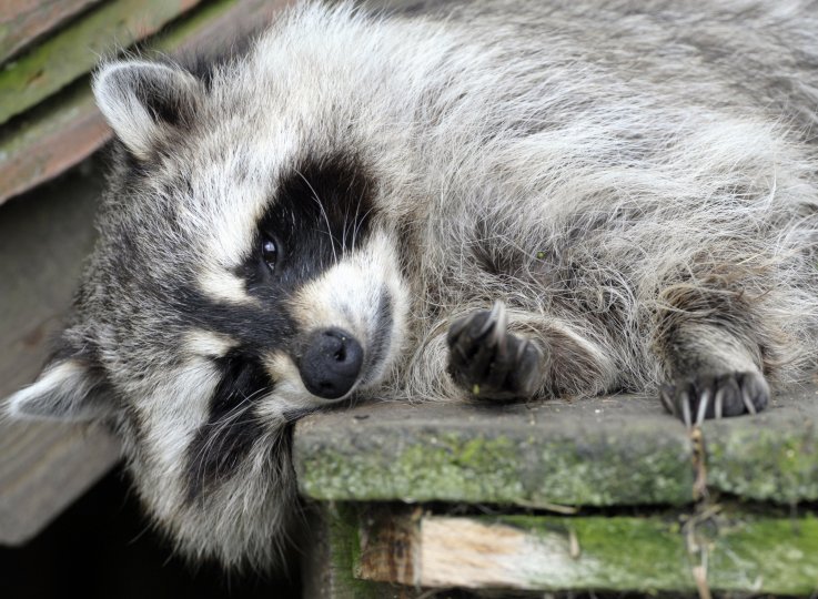 raccoon raccoon