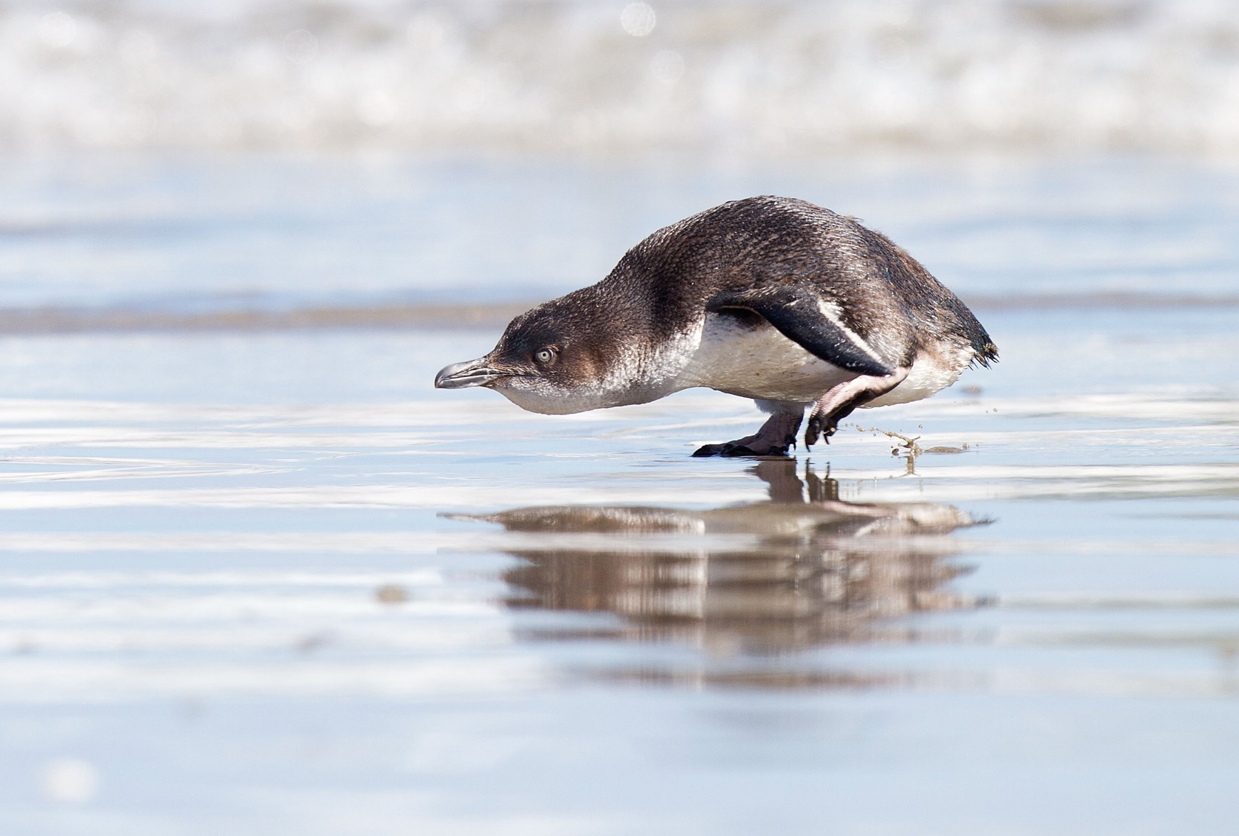 Little penguin/korora: Little blue penguin: New Zealand native sea