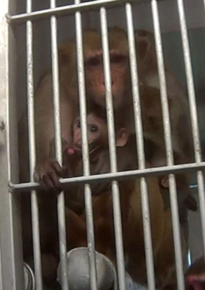 baboon1