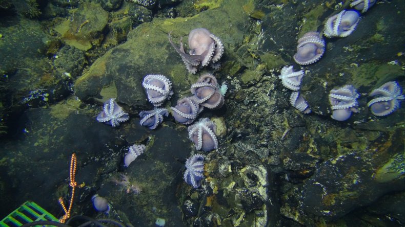Muusoctopus_Octopus