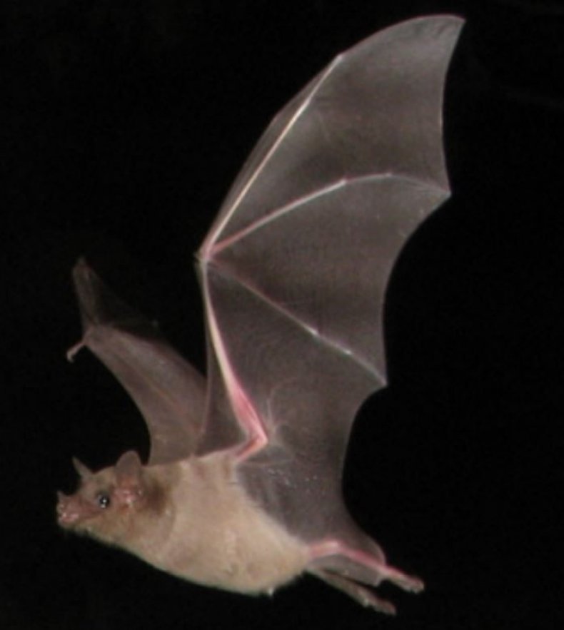 lesser-long-nosed-bat