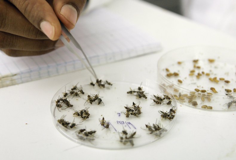 Fruit Flies