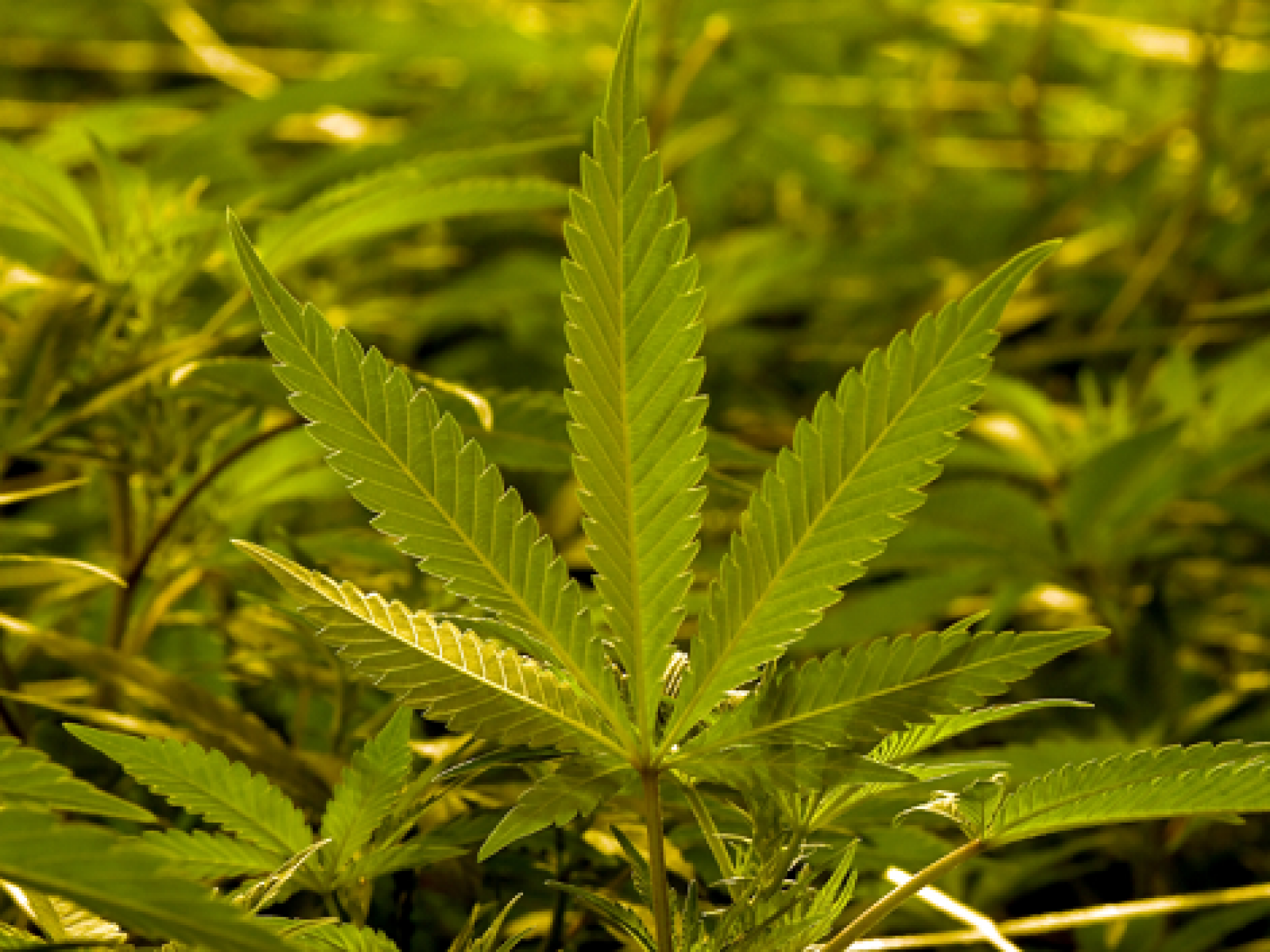 What To Watch On 4 Six Stoner Movies For Marijuana Holiday What To Watch On 4 Six Stoner Movies For Marijuana Holiday