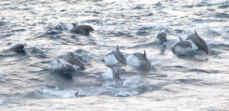 luke halpin bottlenose dolphins