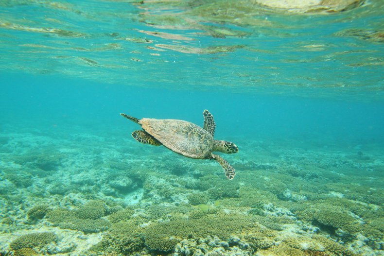 4_19_Great Barrier Reef