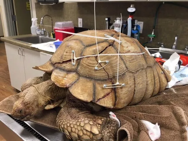Tortoise with Shattered Shell Gets $4,000 Surgery to Save its Life