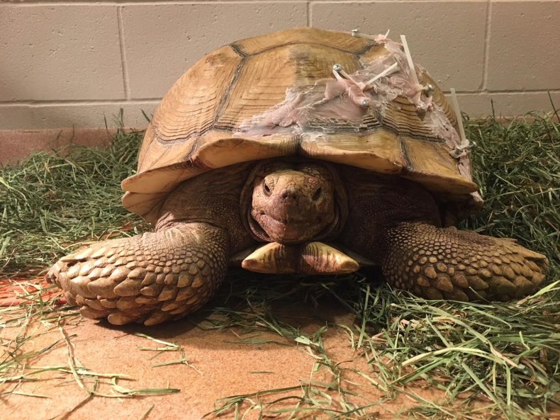 4_19_humpty the tortoise