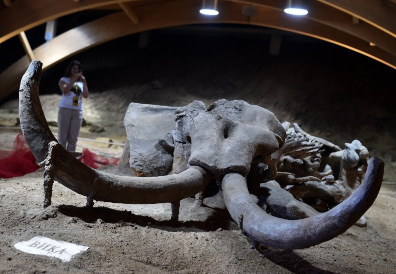 04_19_mammoth_mammal_extinction