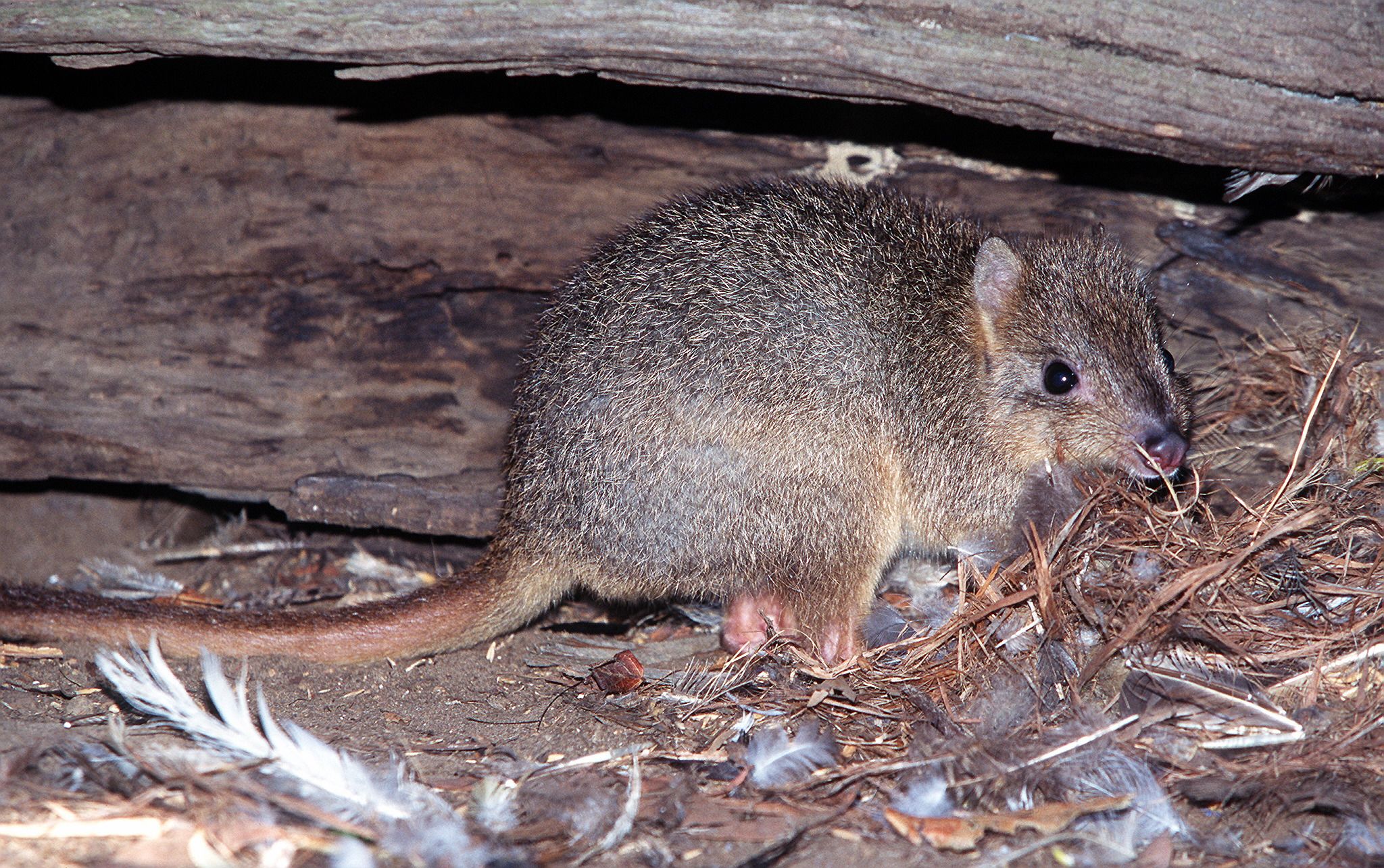 Burrowing_Bettong