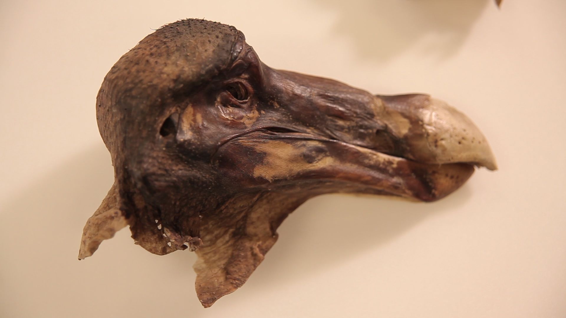 dodo-specimen