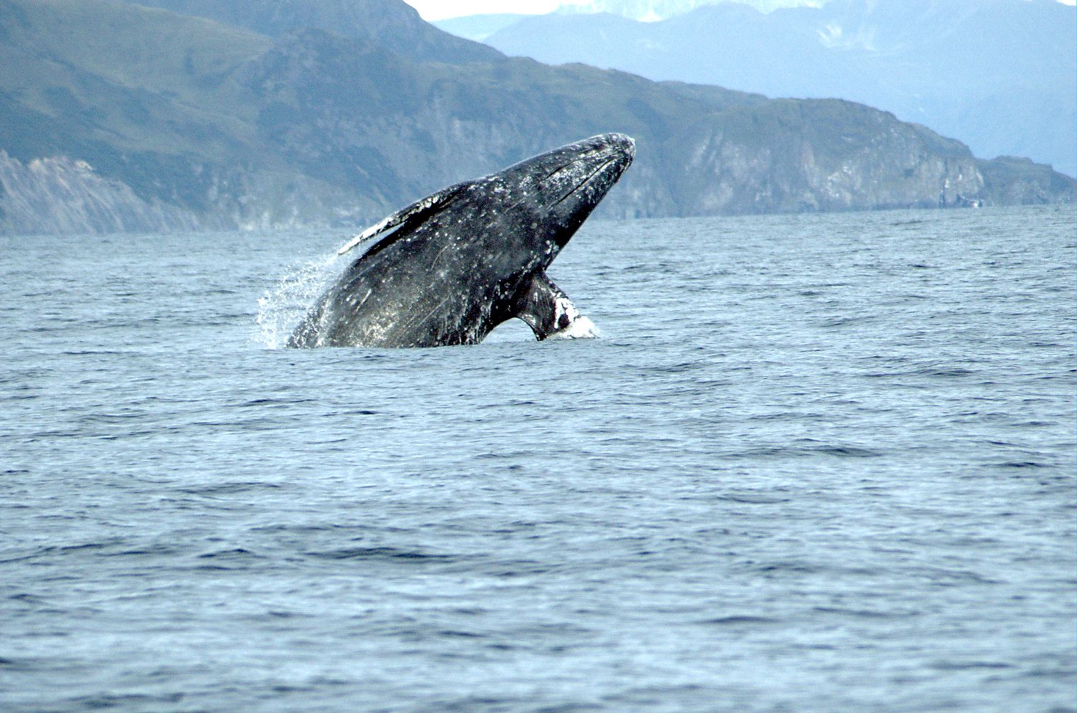 Gray Whale Facts: All About the Species Adorning Oregon License Plates