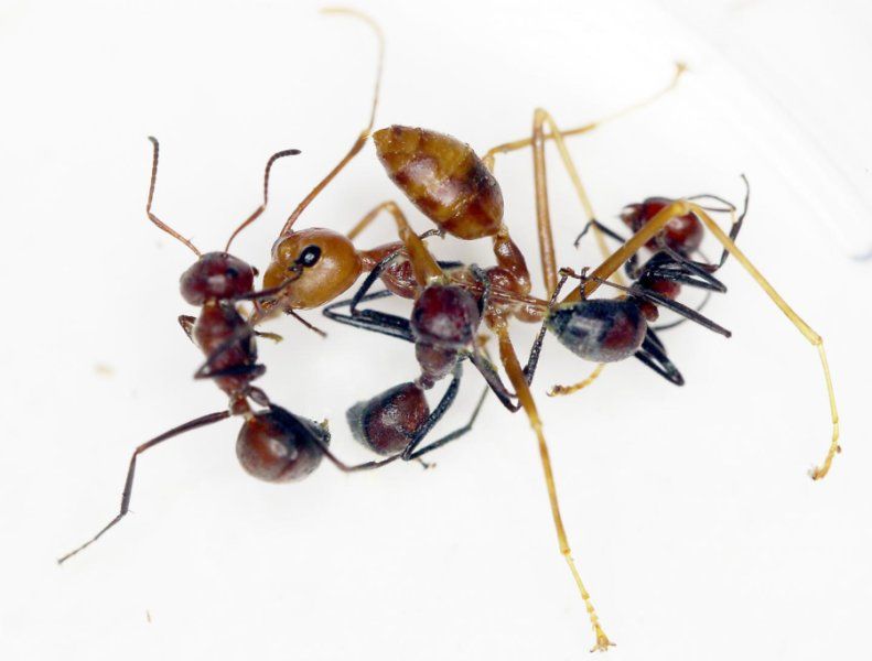4_23_C. explodens ant