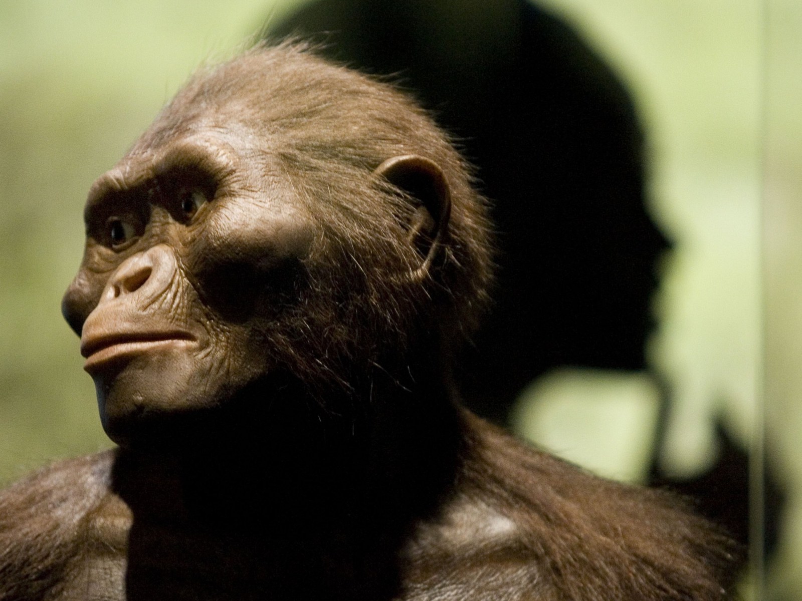 When Did The First Hominids Appear On Earth - The Earth Images Revimage.Org