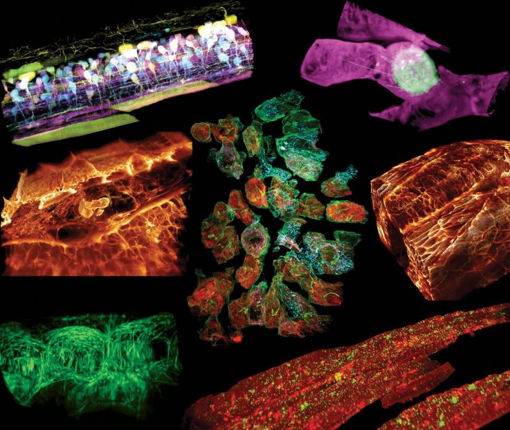 cell-imaging cell-imaging