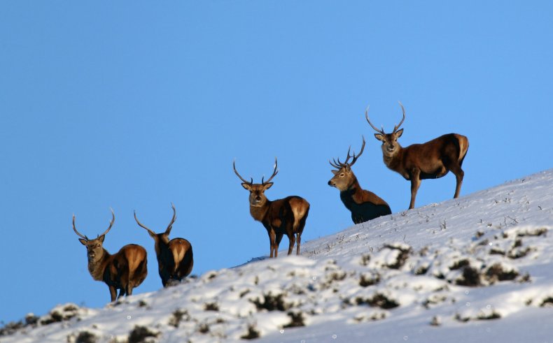 Antelope