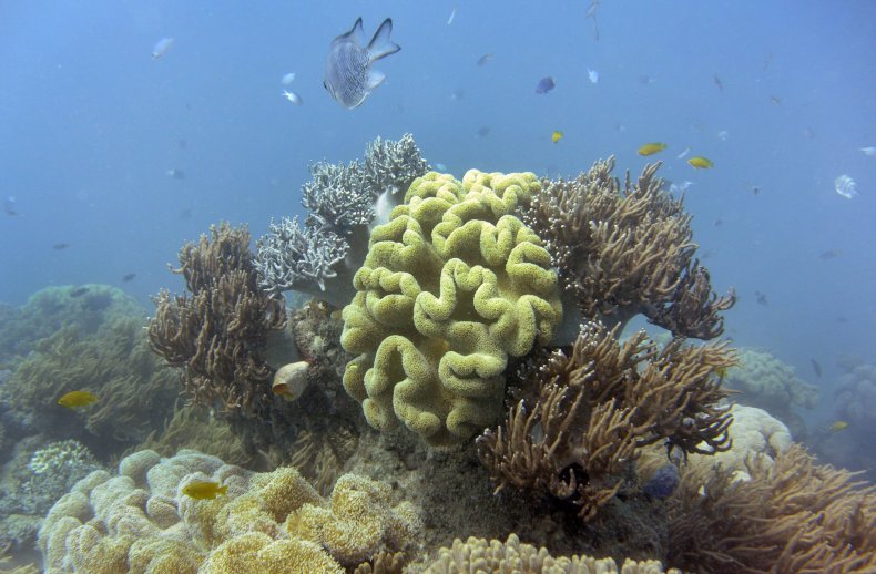 great barrier reef coral