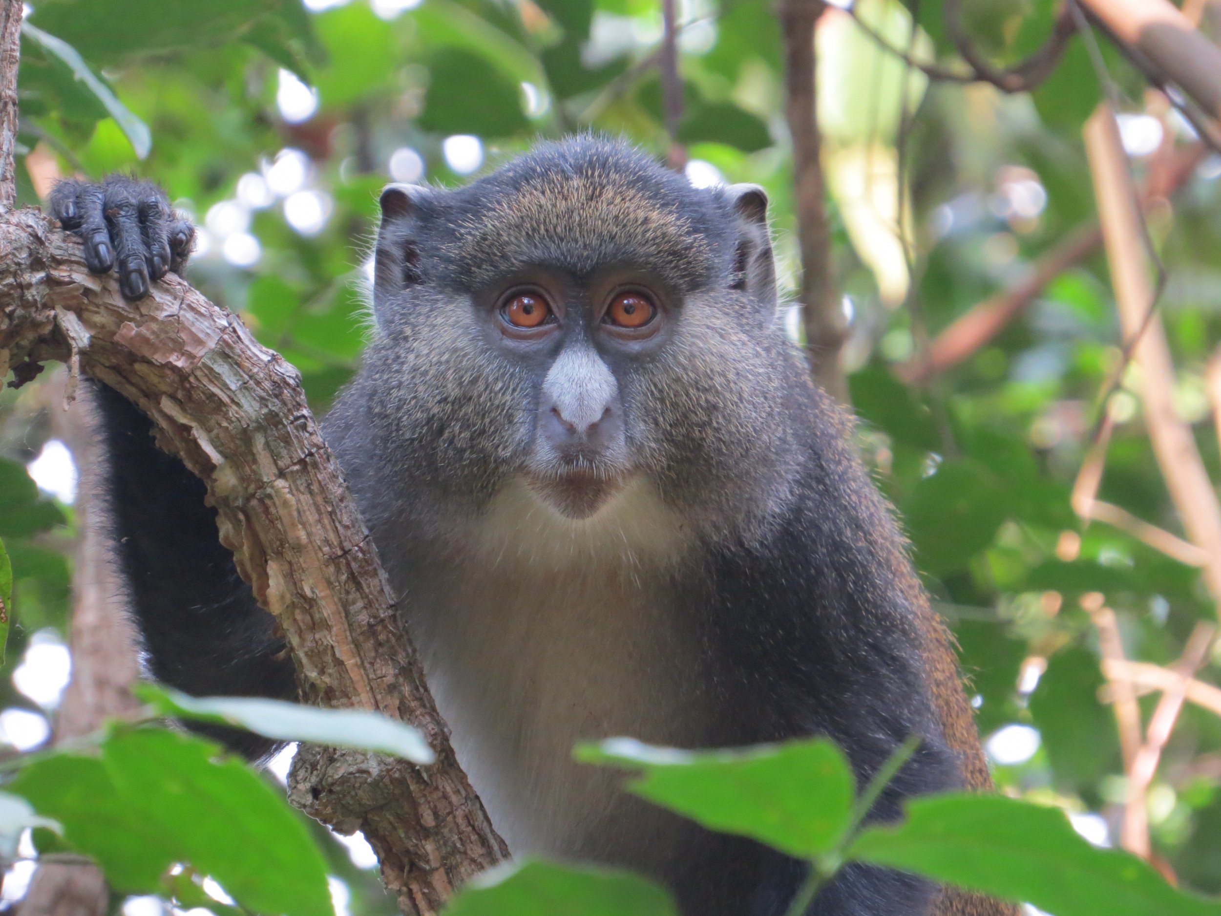 guenon