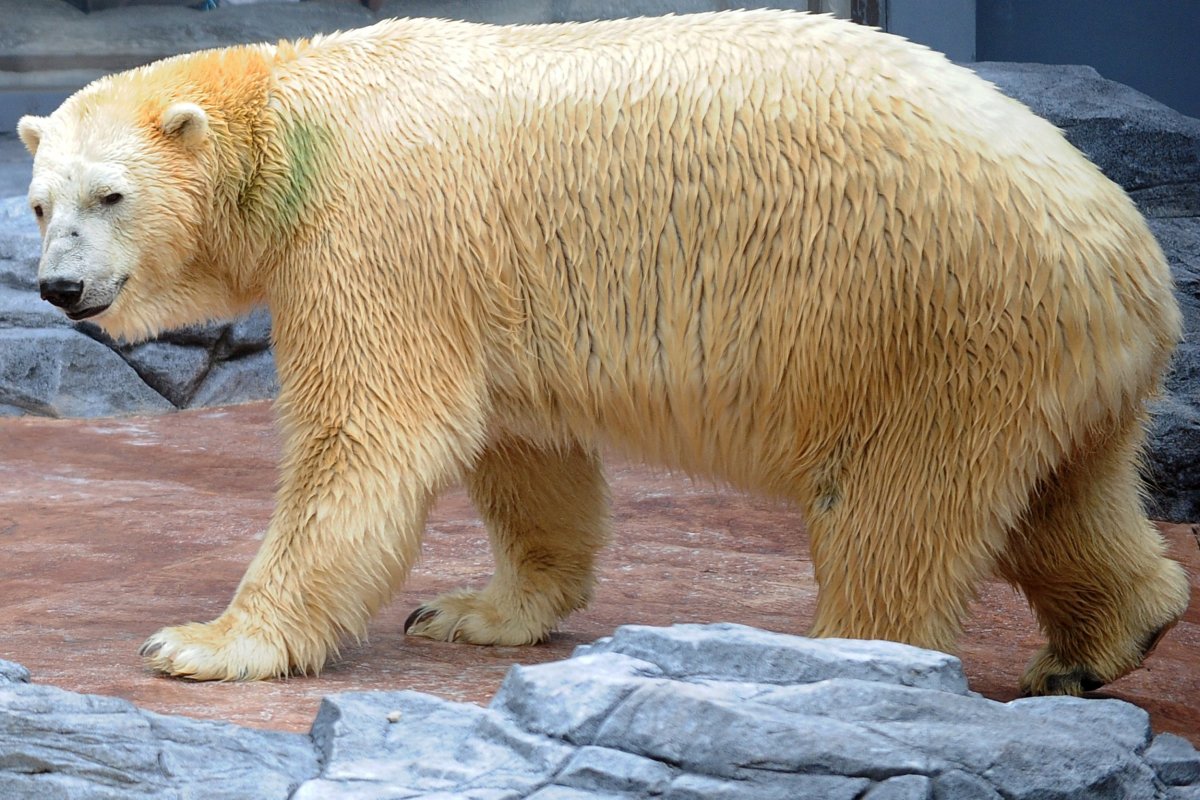 Inuka polar bear