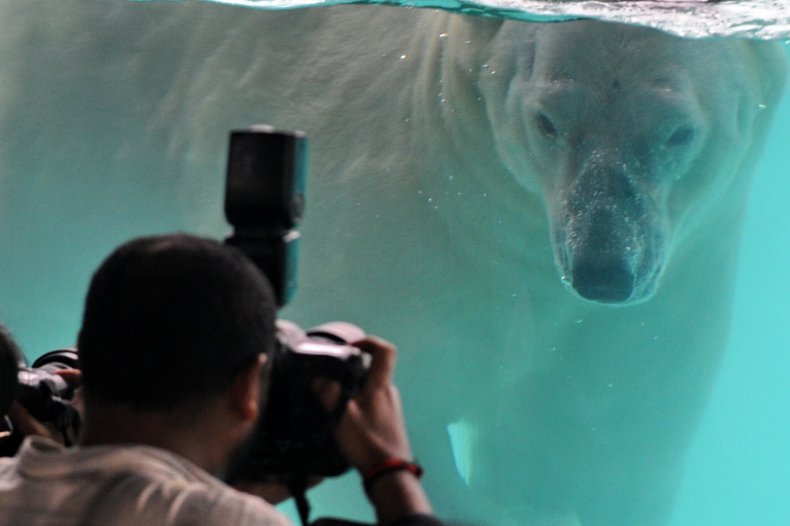 Inuka polar bear
