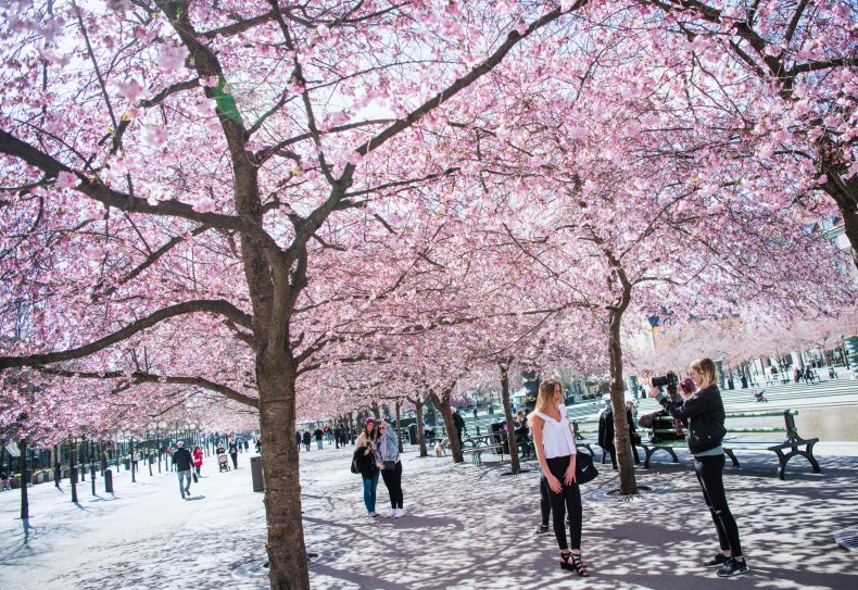 cherry blossom stockholm 