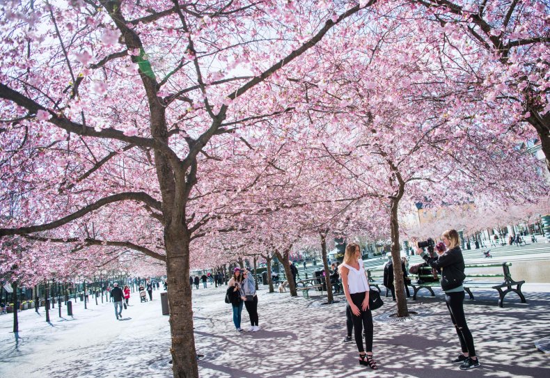 cherry blossom stockholm