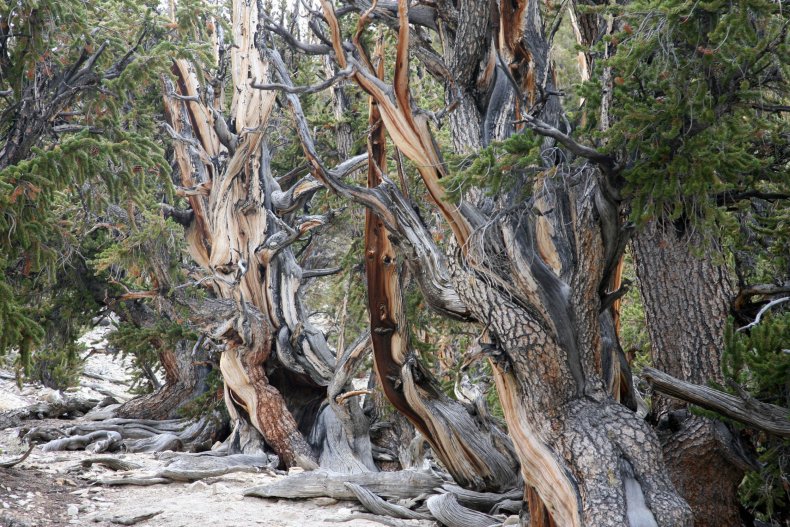 bristlecone-pines