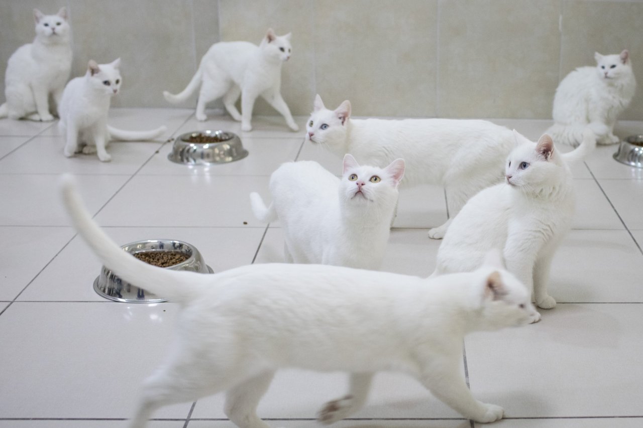 white cats turkey research