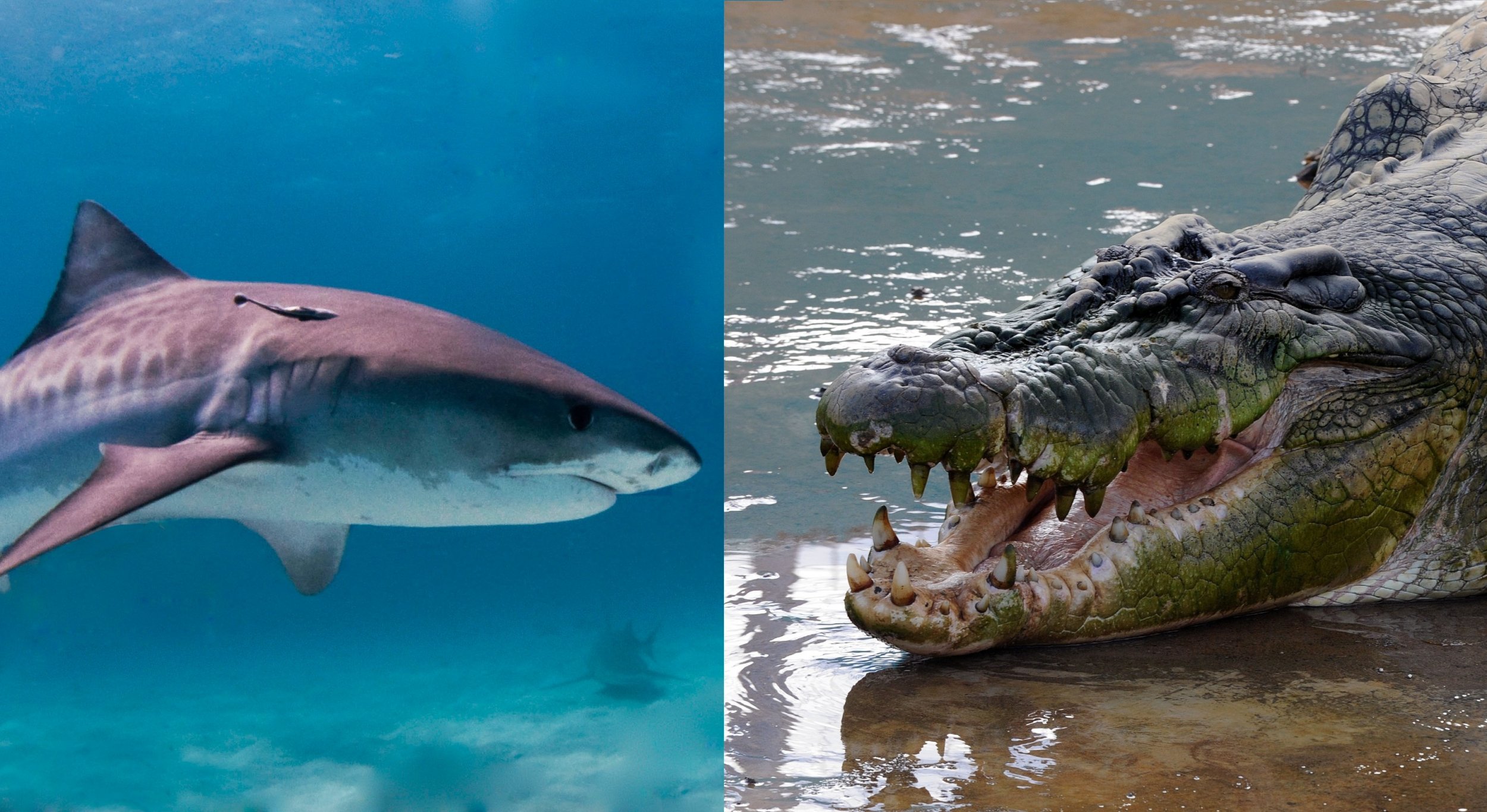 crocodiles eating sharks