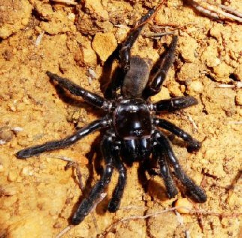 4_30_Giaus Villosus