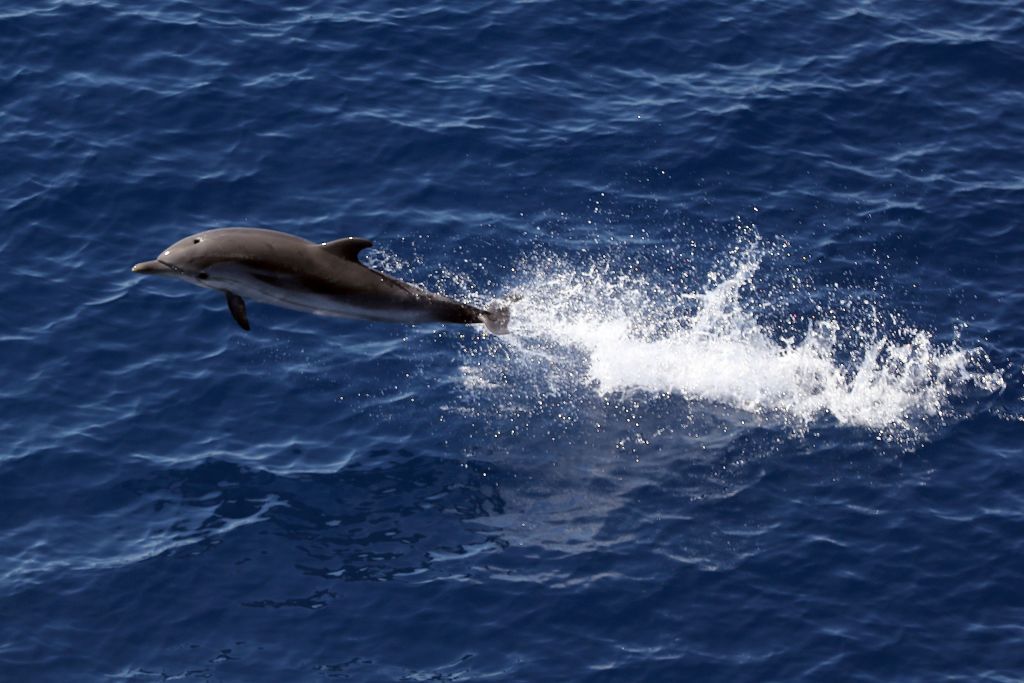 Jumping Dolphin