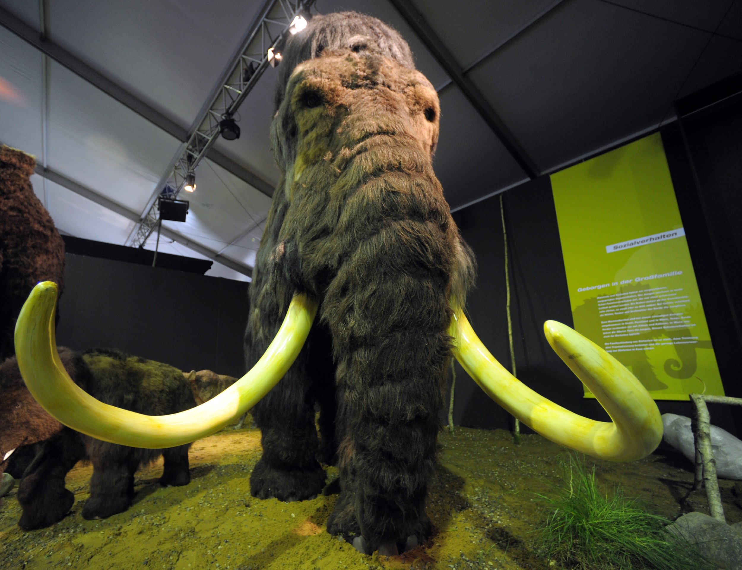 These Extinct Elephants Were Neanderthals' 'Biggest Calorie Bombs