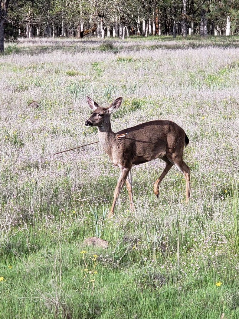 Deer1