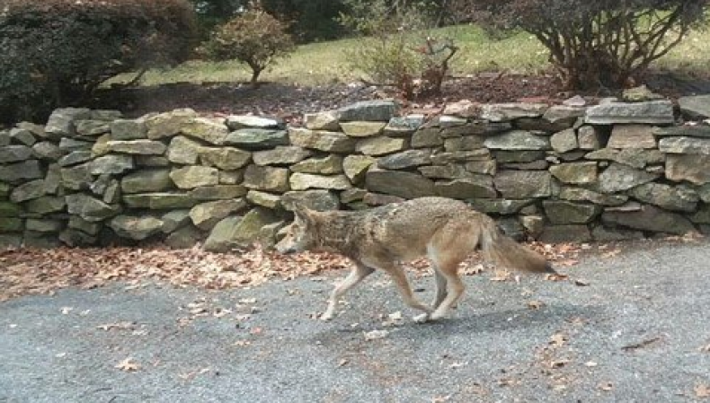 coyote