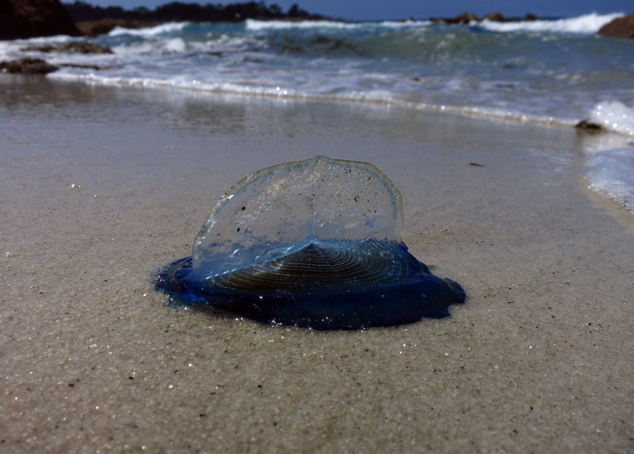 Velella Velella