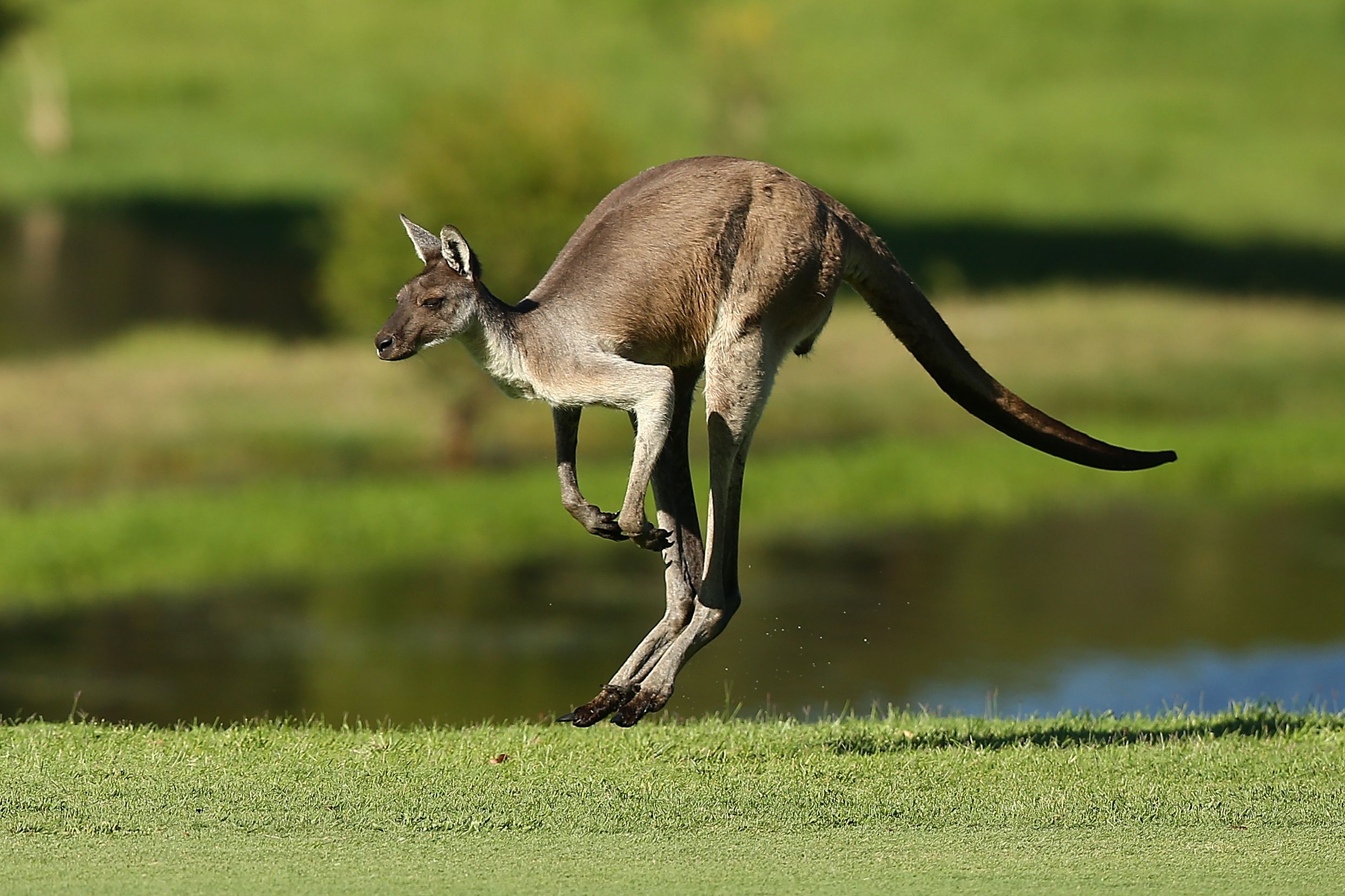 Thousands of Kangaroos To Be Killed In Australia Because They Won't Stop  Mating