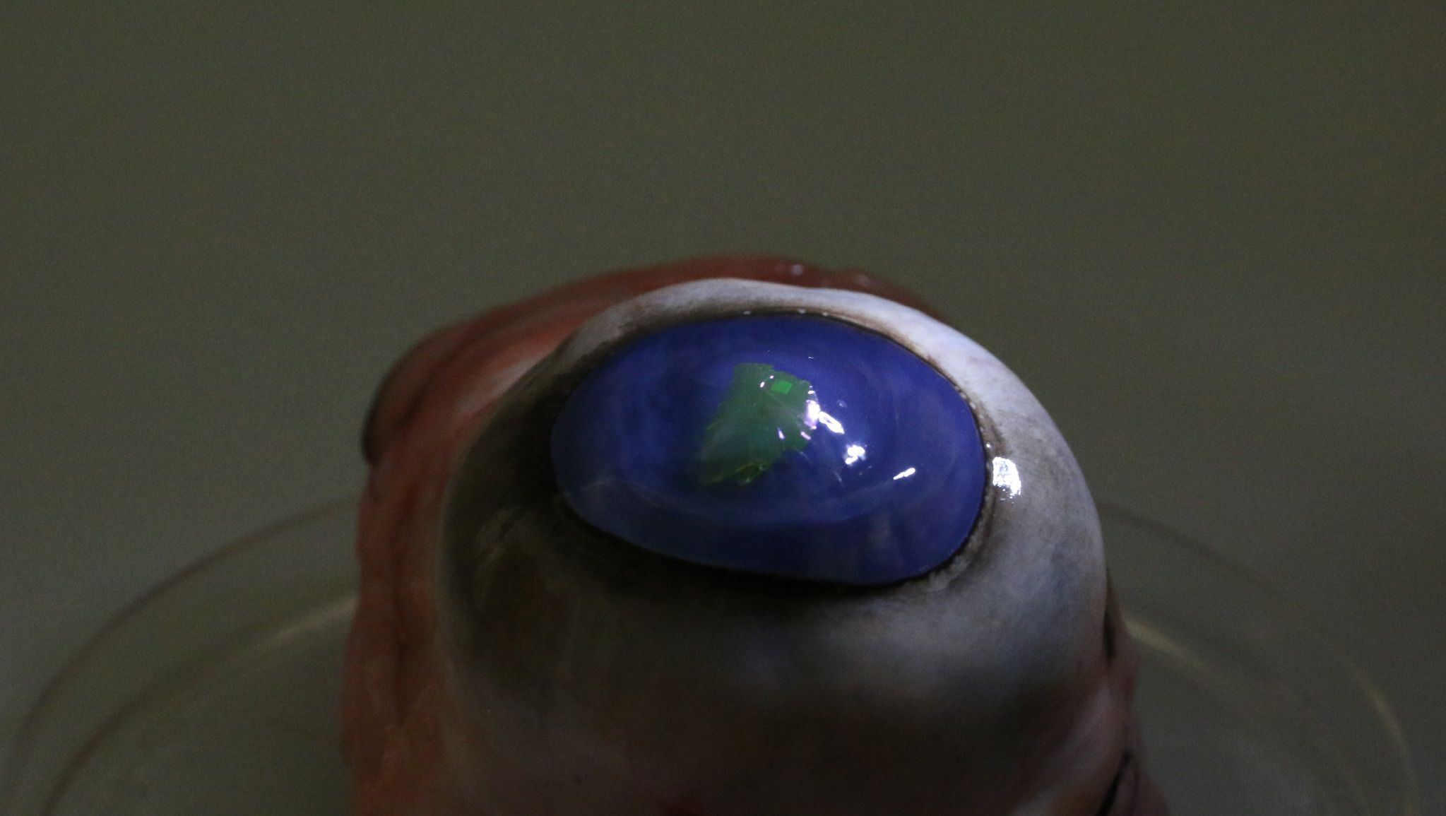 laser on a contact lens on a cows eye_preview