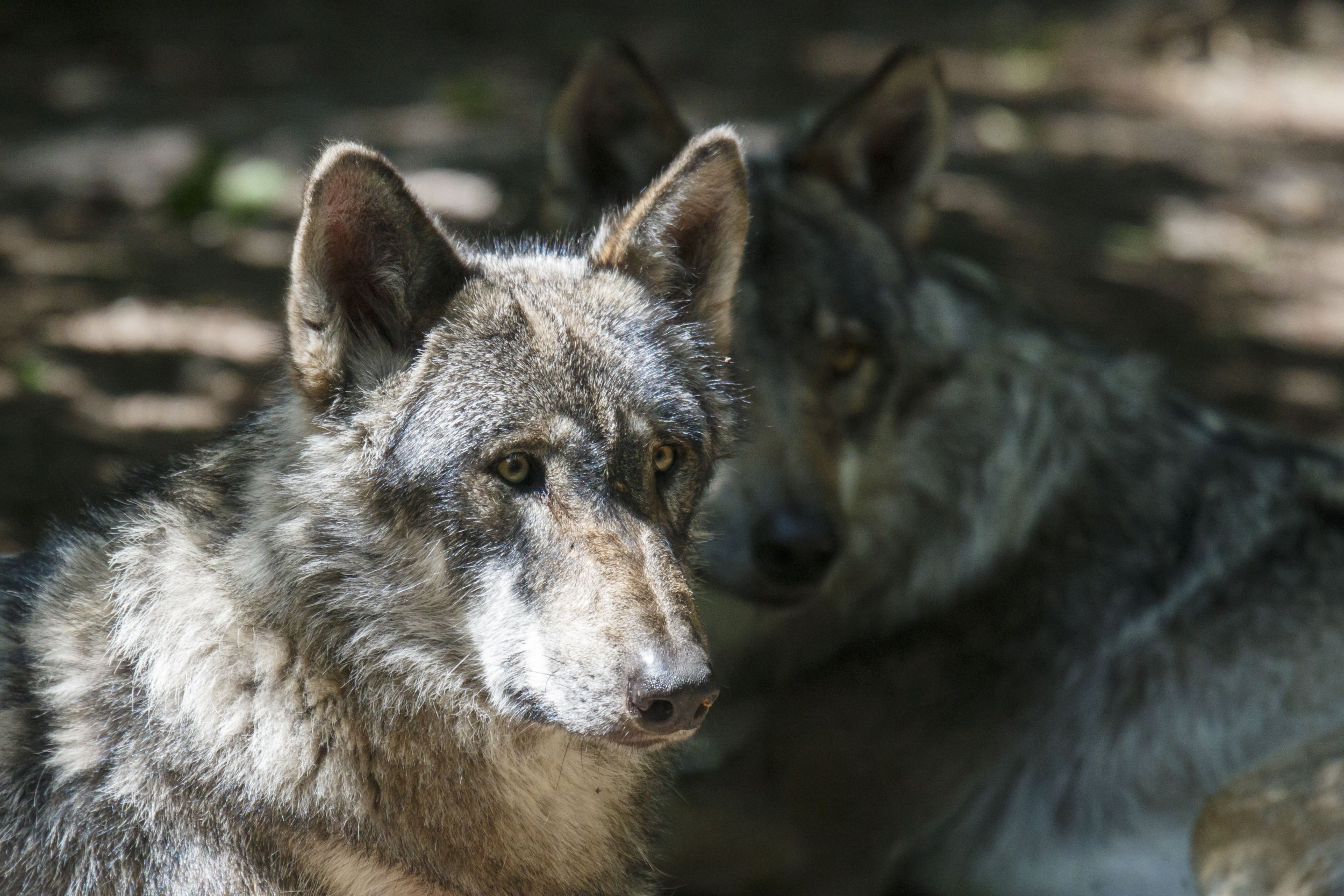 Rare Wild Denmark Wolf Illegally Poached on Camera - Newsweek