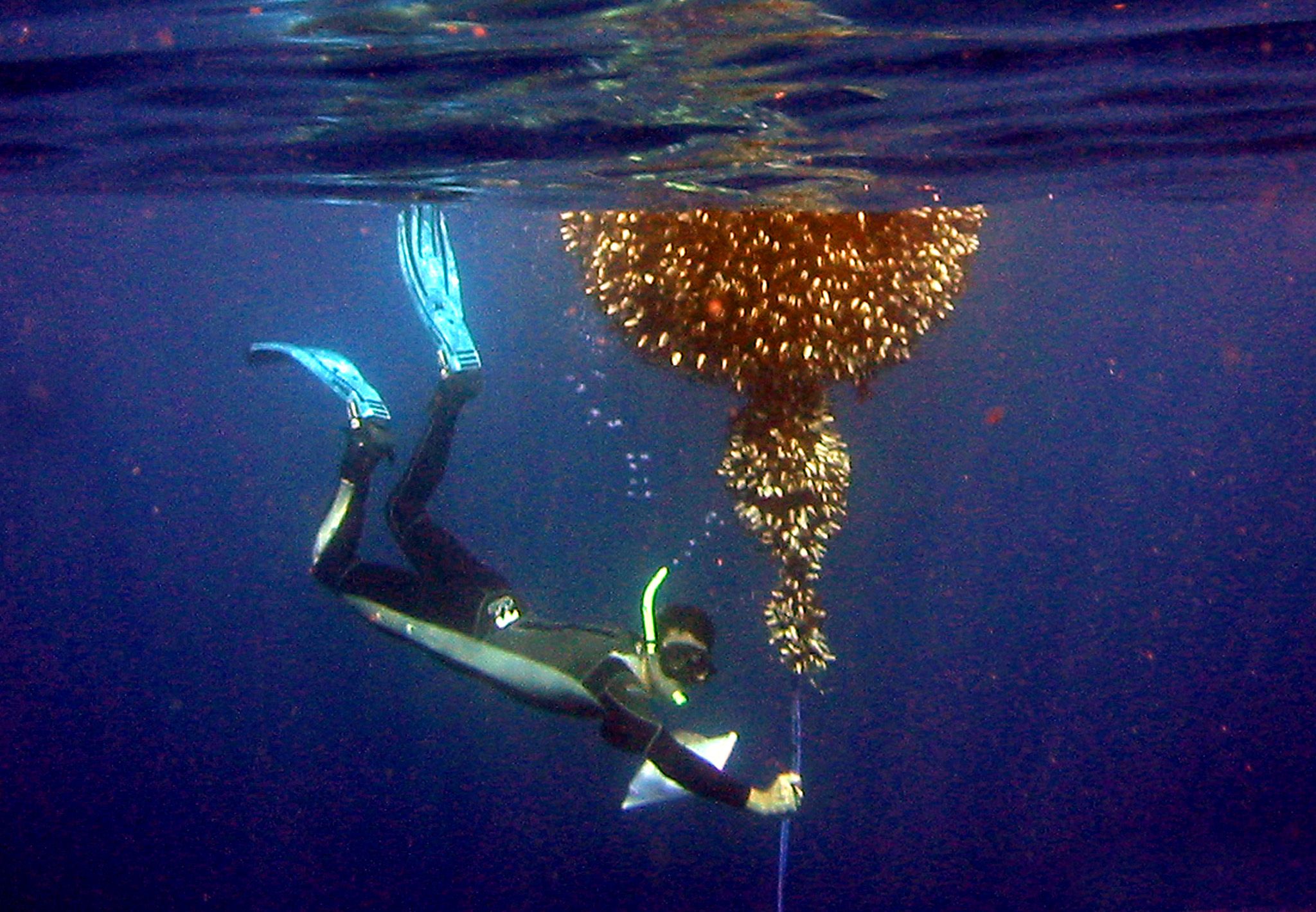 Underwater Researcher Underwater Researcher
