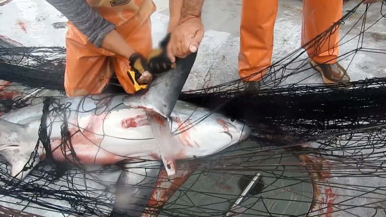 sharkfin