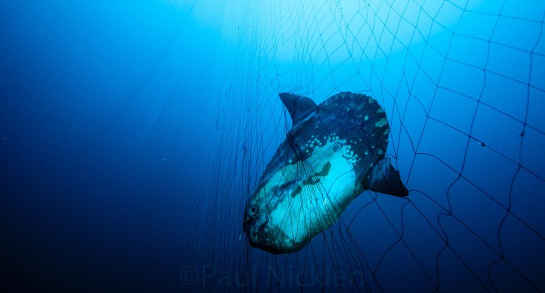 Sunfish