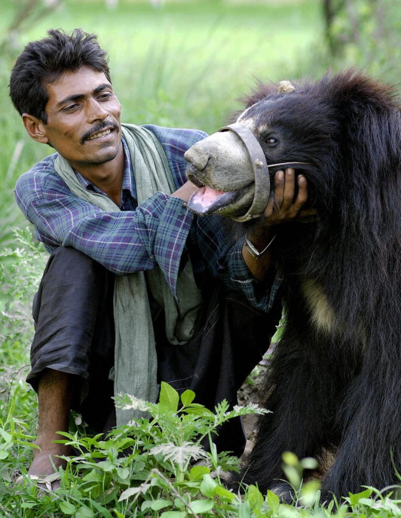 India sloth bear