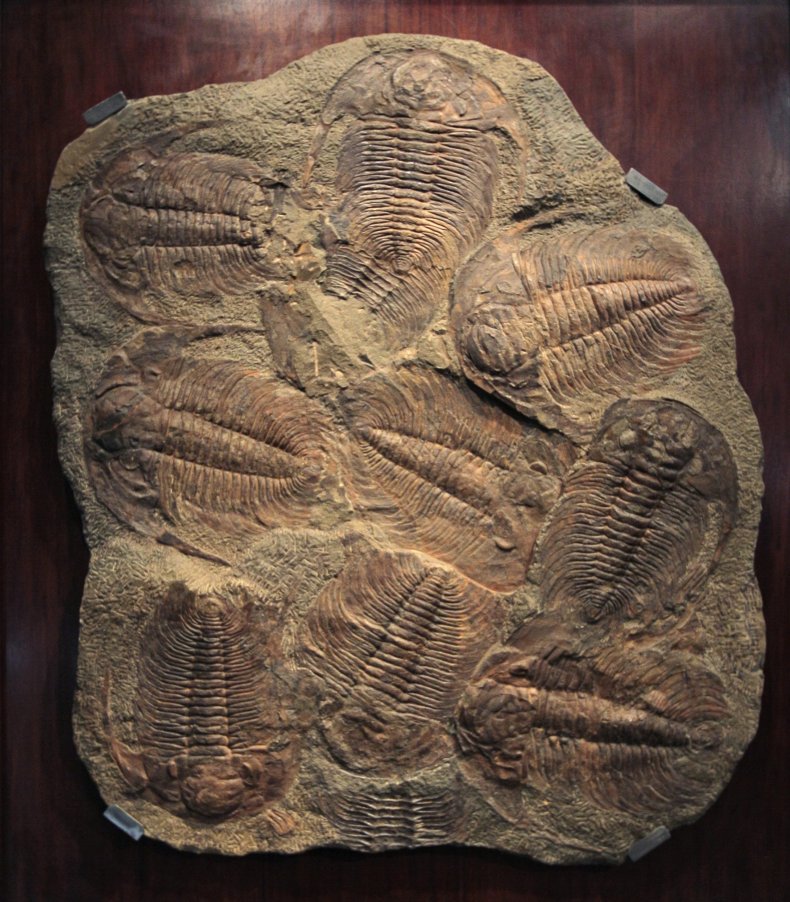 5_4_Tribolite fossil