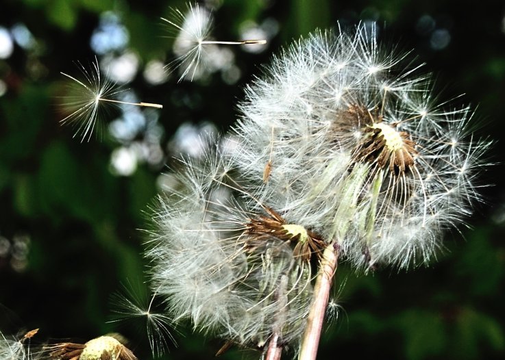 allergen allergen