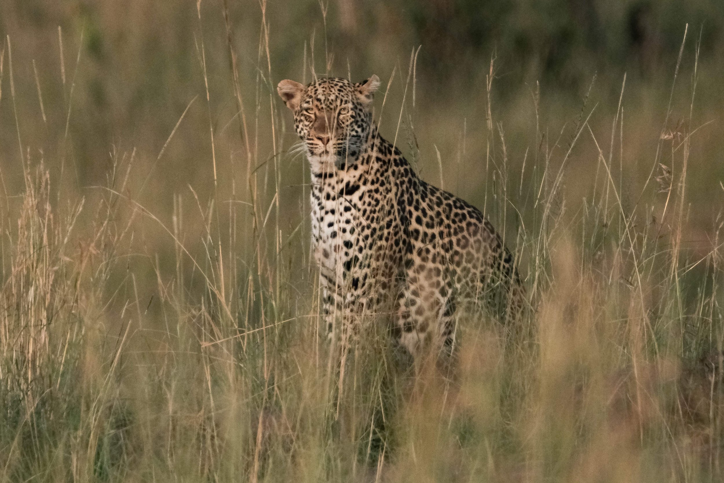 Man-eating Leopard on the Loose After Killing Toddler Tourist at Safari ...