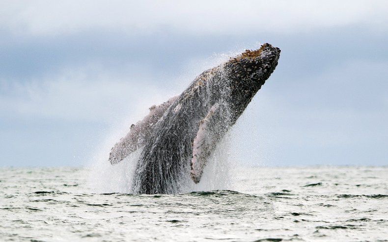 05_08_whales