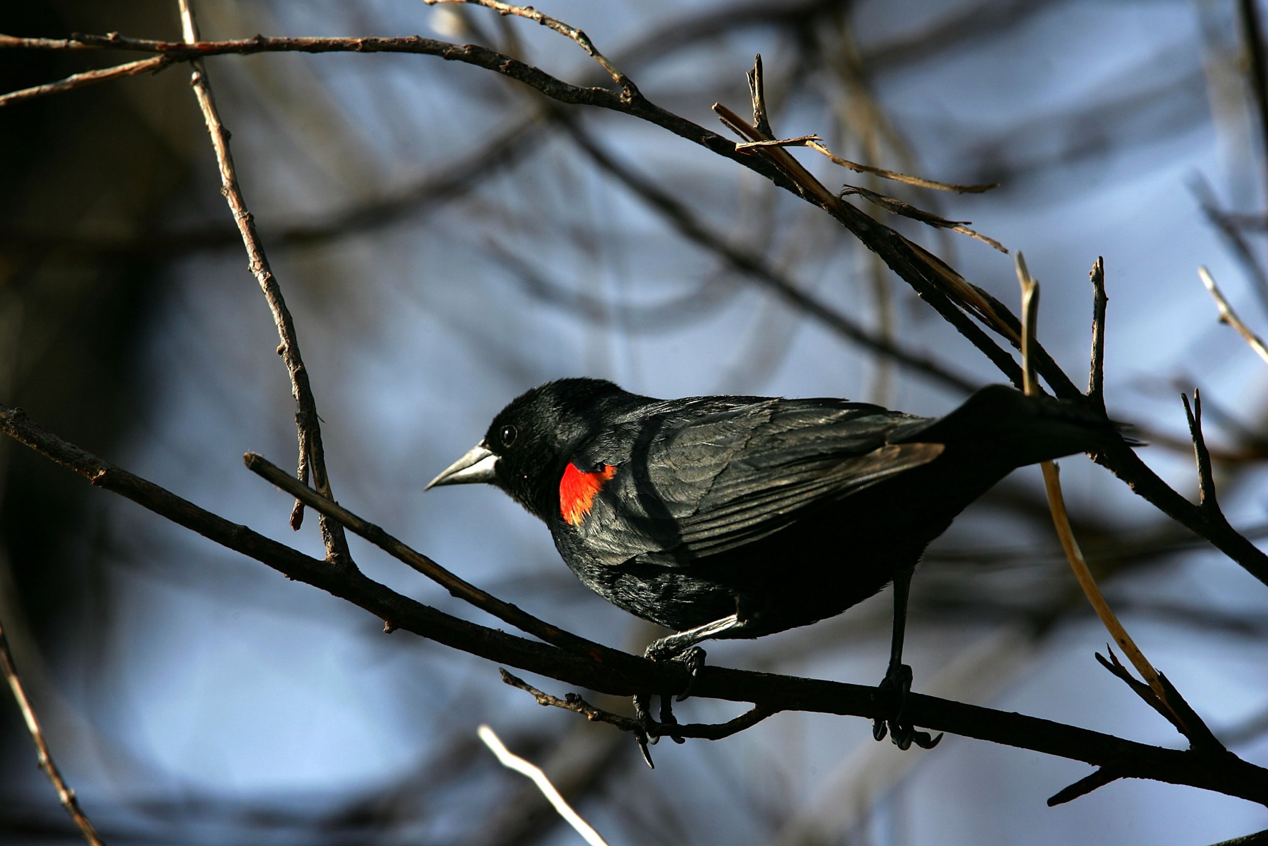 05_10_red_winged_blackbird