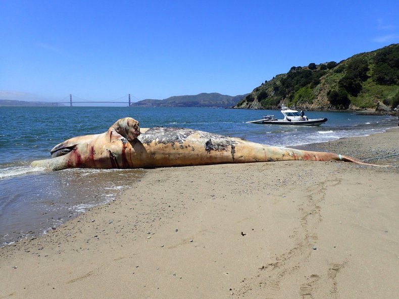 gray whale