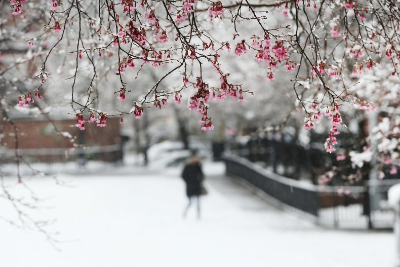 snowy flowers