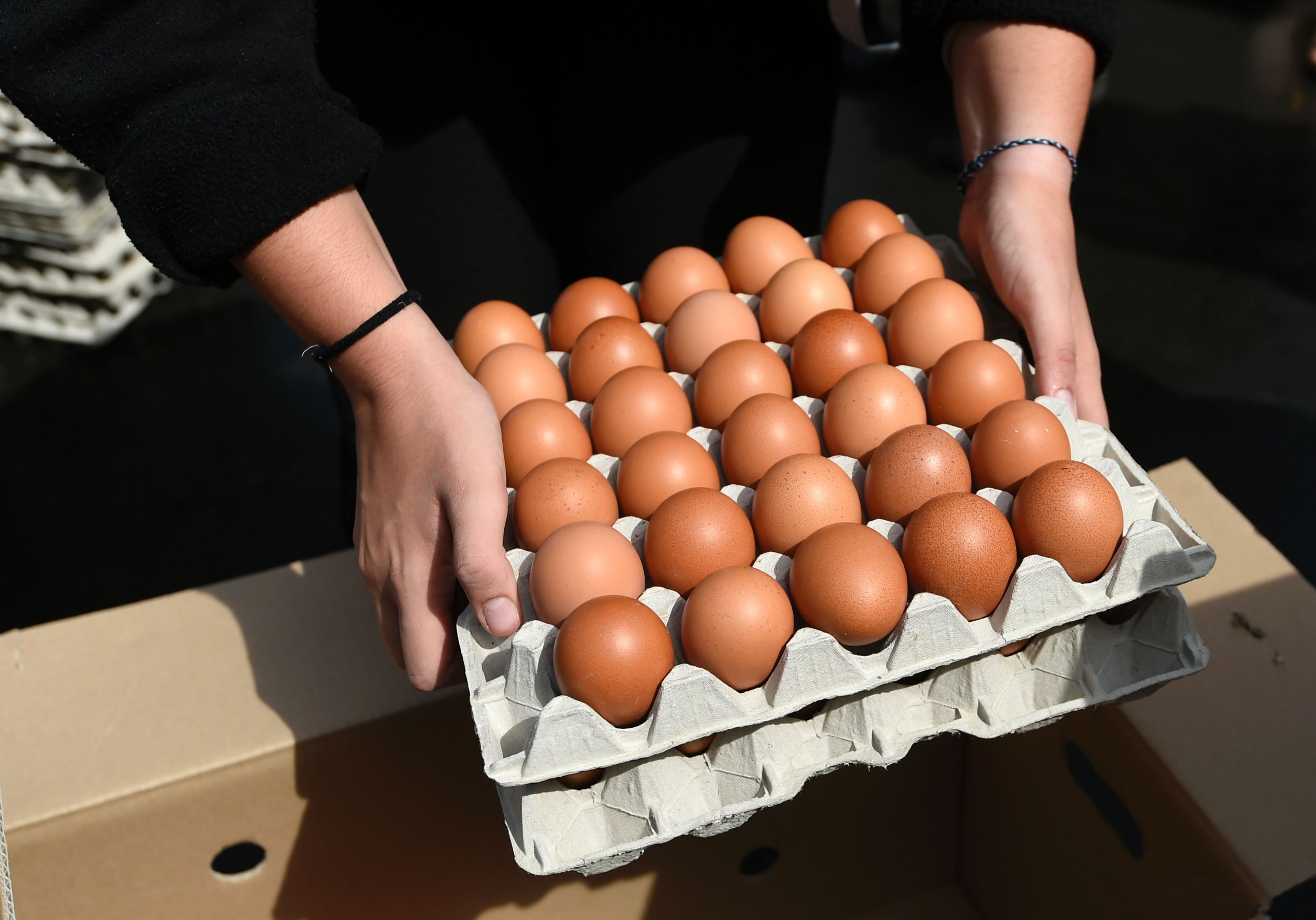 Recalled Salmonella Eggs: Plant Numbers, How to Kill Bacteria